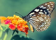 开云在线直播-奥运周期关键战之夜，厄德高个人能力完全展现