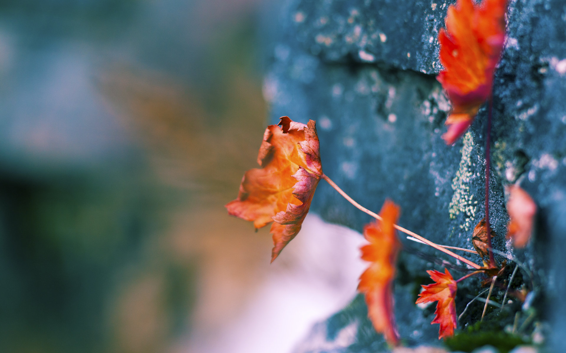 卡塔尔资本重塑法甲版图，弗拉霍维奇一锤定音彰显巨星价值