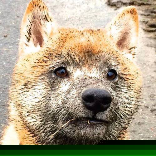 欧冠淘汰赛焦点战,尤文血拼土耳其,钢铁意志铸就绿茵传奇