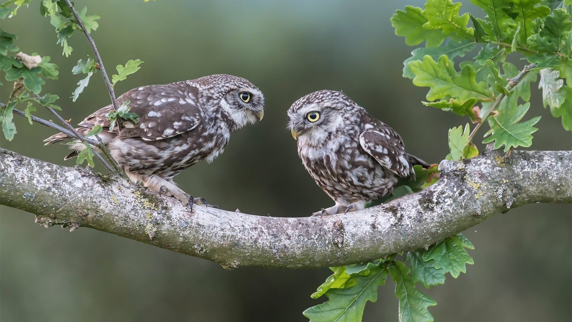 利拉德数据全面爆炸，爵士争冠战惊险战胜新疆队